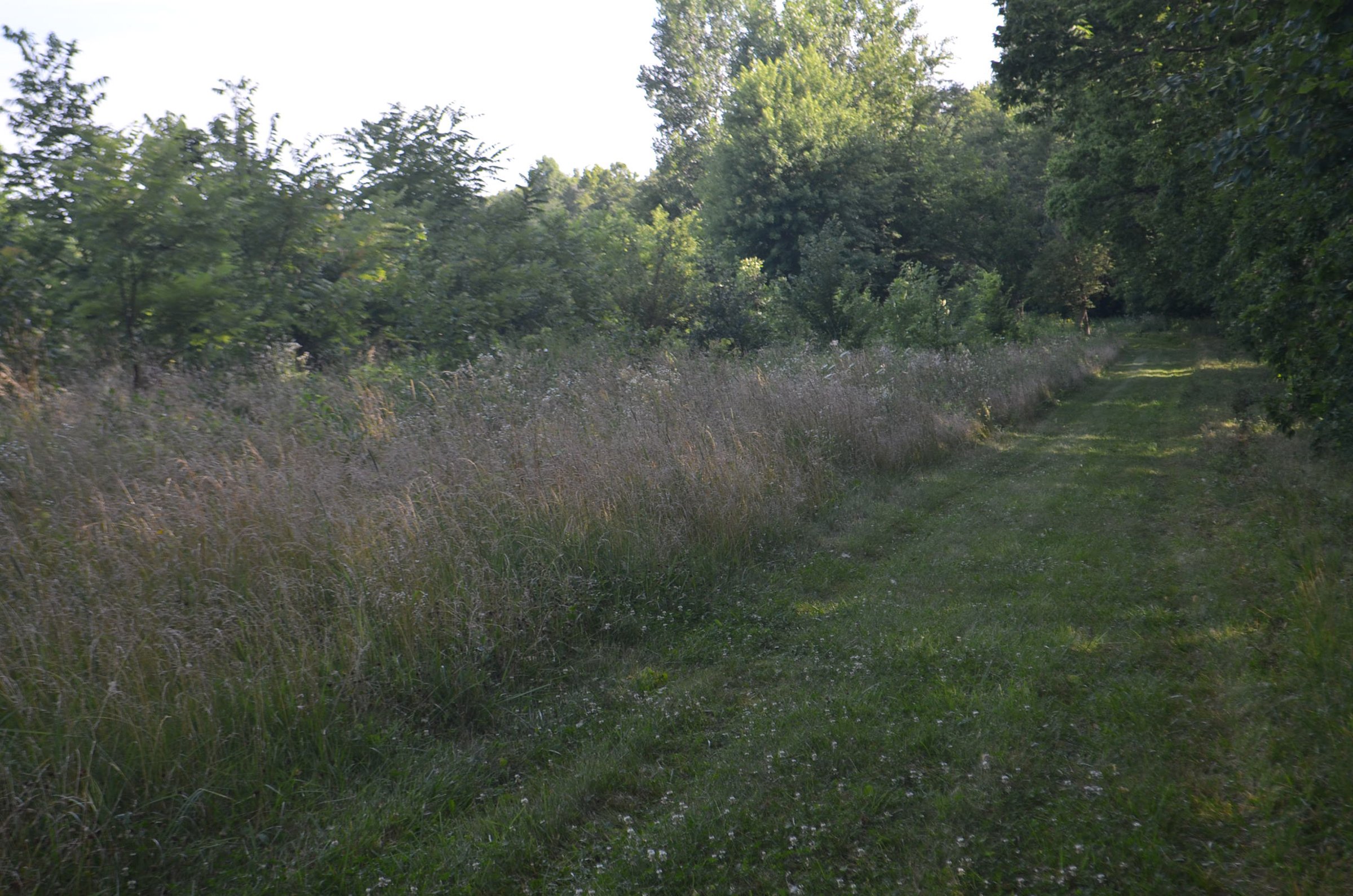Property photo 21 - REAL ESTATE AUCTION - 26+/- ACRES IN 3 TRACTS IN SOUTHWEST ALLEN COUNTY, INDIANA